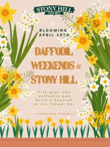 Daffodil U-Pick Weekends at Stony Hill Farms