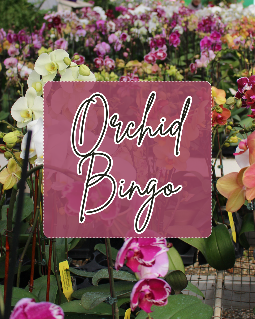 May 15, 2025 - Orchid Bingo at Rebel Sheep Wine Co (Chester, NJ)