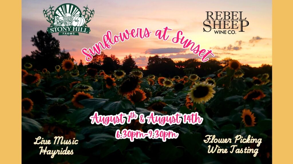 Sunflowers at Sunset - Pick and Sip at Rebel Sheep Wine Co. - August 7 & 14, 2026